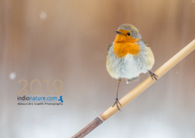 È arrivato il Calendario Indionature 2019!