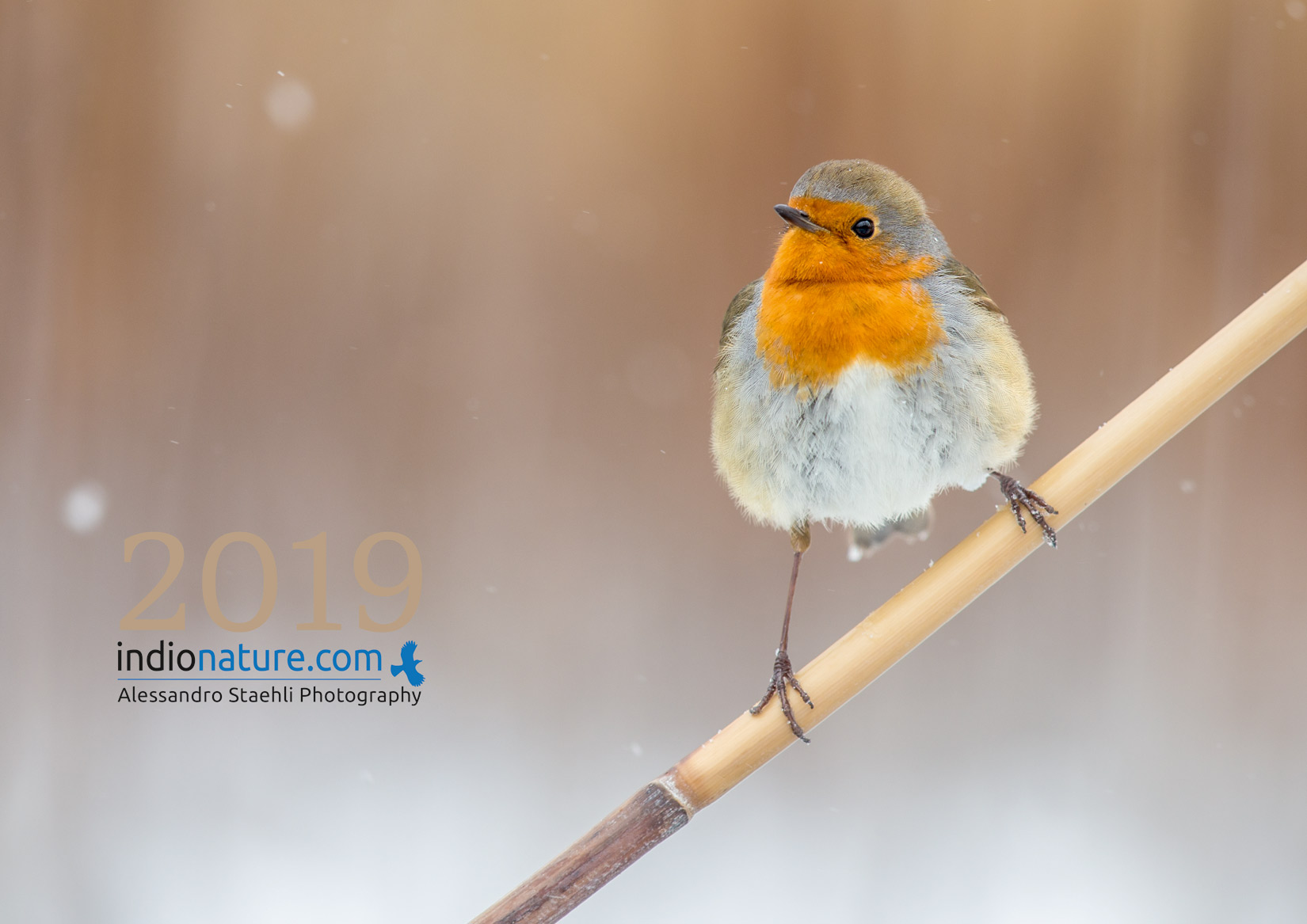 È arrivato il Calendario Indionature 2019!