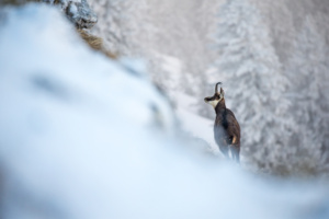 Il camoscio di gennaio