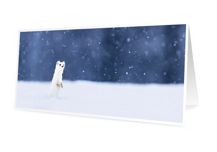 Carte de vœux - Hermine (10x21 cm, avec enveloppe)