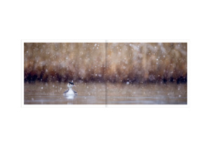 Le lac aux oiseaux