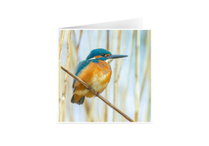 Set de 6 cartes de vœux originales (15x15 cm, avec enveloppes)