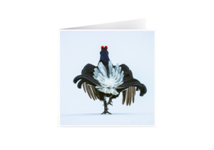 Set de 6 cartes de vœux originales (15x15 cm, avec enveloppes)