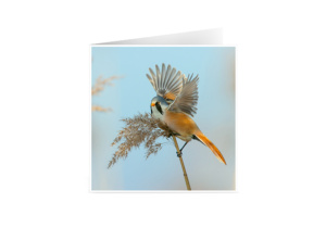 Set de 6 cartes de vœux originales (15x15 cm, avec enveloppes)