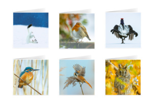 Set de 6 cartes de vœux originales (15x15 cm, avec enveloppes)