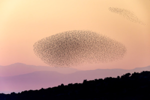 L’apocalisse degli storni, nuova galleria