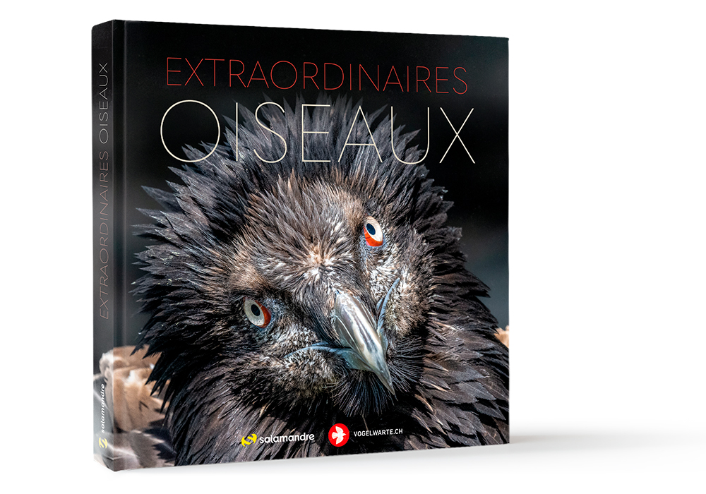 Extraordinaires oiseaux