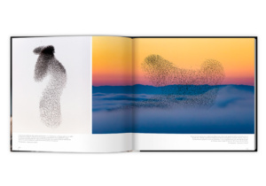 Extraordinaires oiseaux
