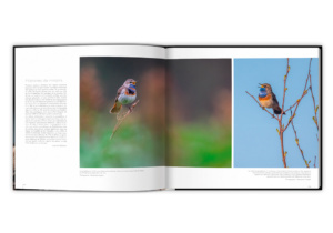 Extraordinaires oiseaux