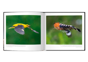 Extraordinaires oiseaux