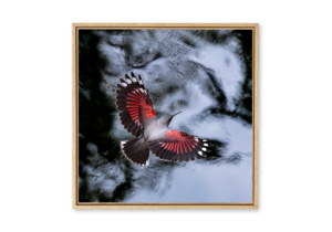 L'oiseau papillon - Triptyque