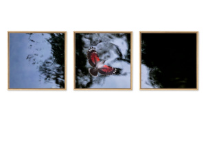L'oiseau papillon - Triptyque