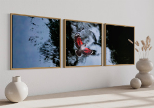 L'oiseau papillon - Triptyque