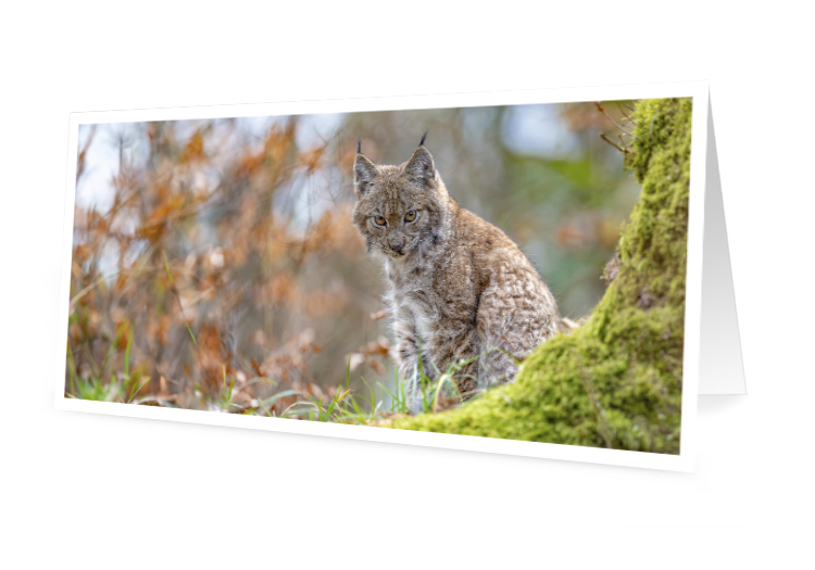 Carte de vœux - Le regard du lynx (10x21 cm, avec enveloppe)