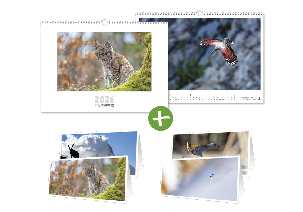 Offre de l'Avent - Le Calendrier 2026 + le nouveau set de 4 cartes de vœux originales