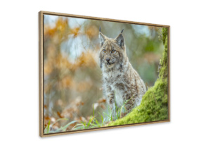Le lynx - Tirage d'art encadré